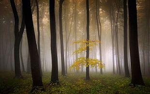 foggy forest photo HD wallpaper