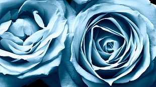 two white roses HD wallpaper