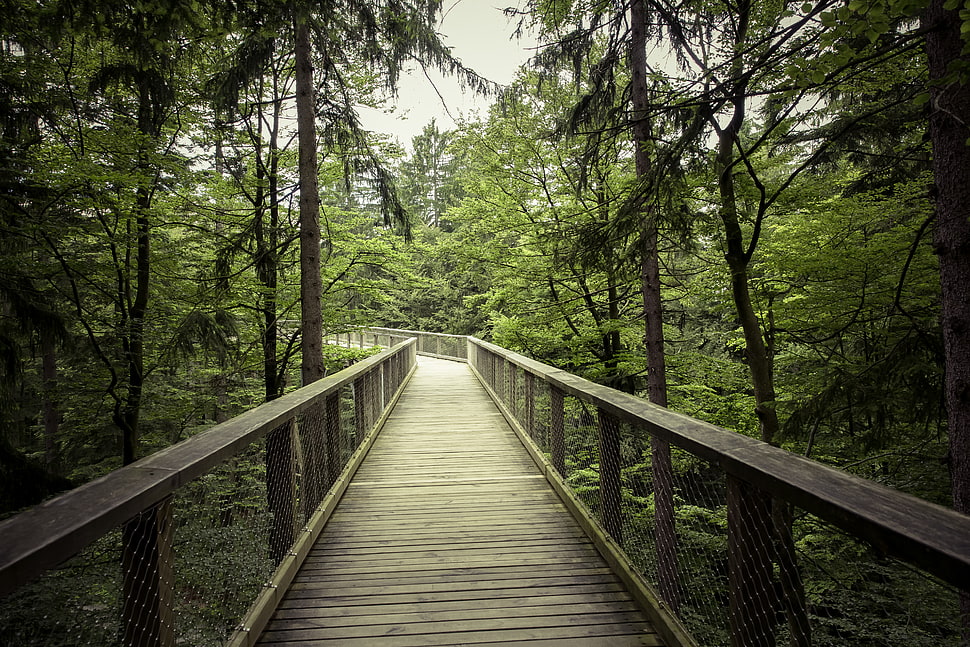 light, landscape, nature, forest HD wallpaper