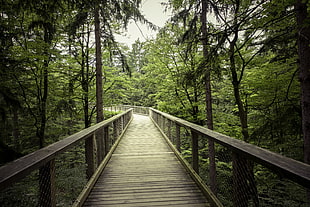 light, landscape, nature, forest