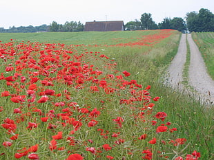 red flowers, field, flowers, path, poppies