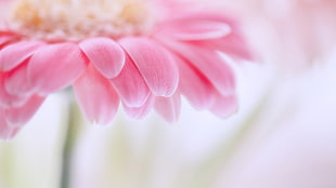 pink petaled flower closeup photo