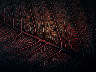macro photography of red and black leaf