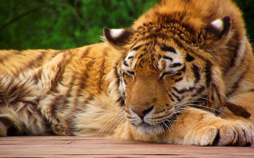 tiger laying on brown plank near trees HD wallpaper