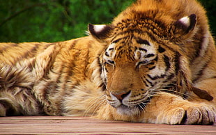 tiger laying on brown plank near trees