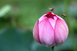 pink flower bud surrounded by two bees, lotus