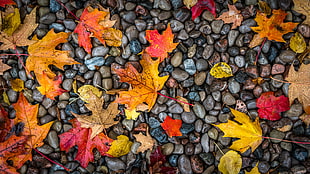 yellow and orange maple leaves HD wallpaper
