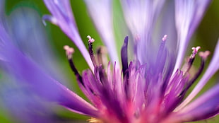 purple flower, depth of field, flowers, macro, plants HD wallpaper