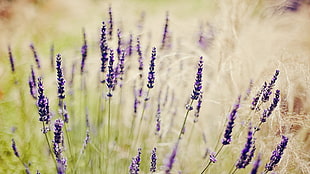 Lavander flower, nature, lavender, purple flowers, depth of field HD wallpaper