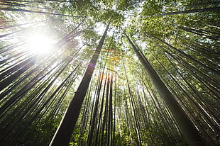 bamboo tree with sunrise background