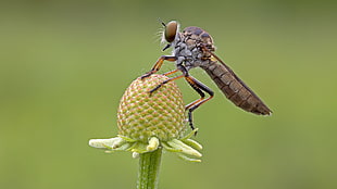 selective photography or Roverfly on green petaled flower, robber fly
