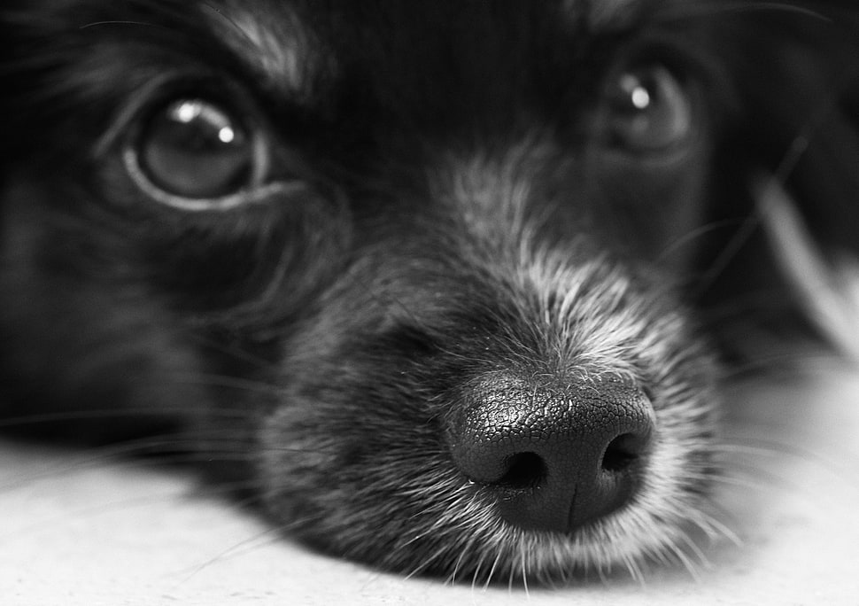 grayscale photo of dog's face HD wallpaper