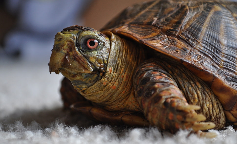green tortoise HD wallpaper