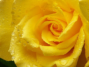 yellow Rose macro photography HD wallpaper