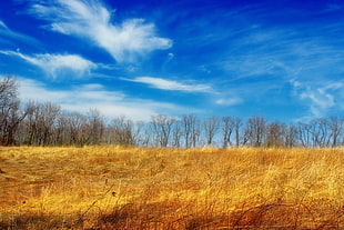 landscape photography of withered forest trees during daytime, wildlife management area