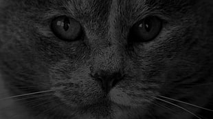 black and white photo on cat