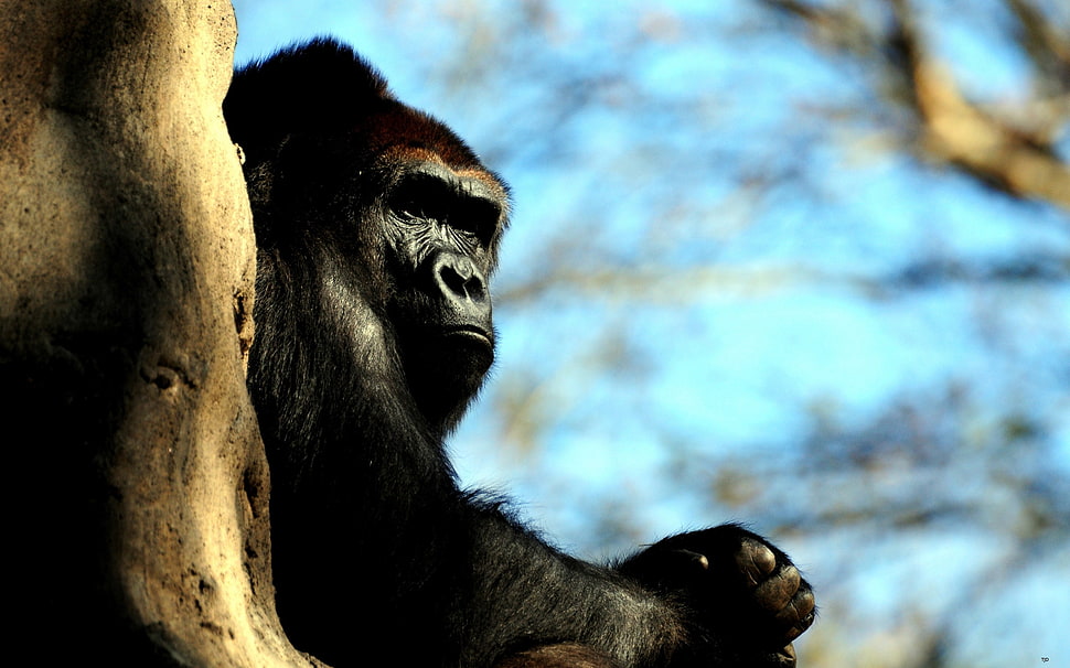 black monkey HD wallpaper