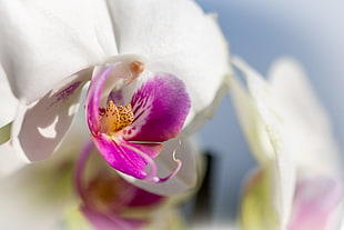 macro purple-and-white petal flower
