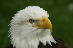 close up photo of a Bald Eagle HD wallpaper