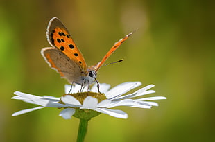 brown and gray butterfly perched on white Daisy flower HD wallpaper