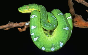 green snake in close up photo
