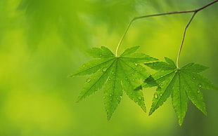 close-up photography of green leaf