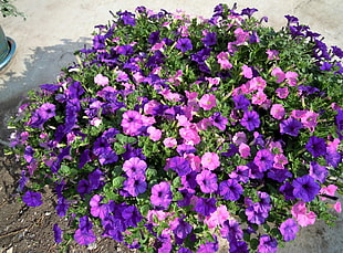 shallow focus of purple flowers