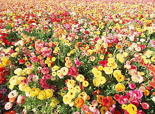 assorted-color of petaled flower bed HD wallpaper