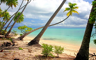 beach view, nature, landscape, beach, palm trees HD wallpaper