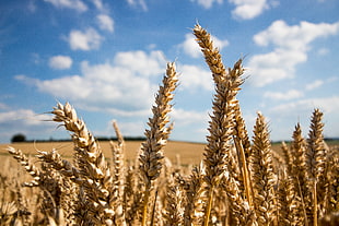 depth of field photography of barley, wheat HD wallpaper