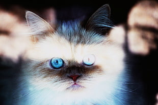 closeup photography of Himalayan Cat