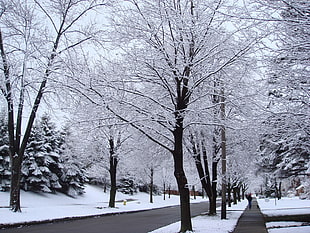 white trees photo during winter