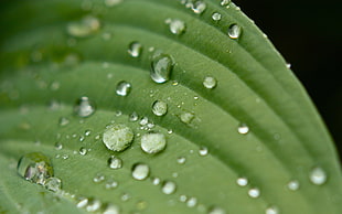 shallow focus photography image of green leaf with water droplets