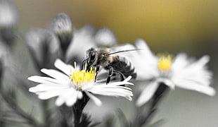 honeybee perched on white and yellow petaled flower