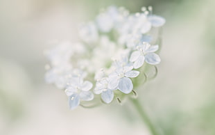 closeup photography of white petaled flower