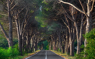 highway in between trees during daytime photo