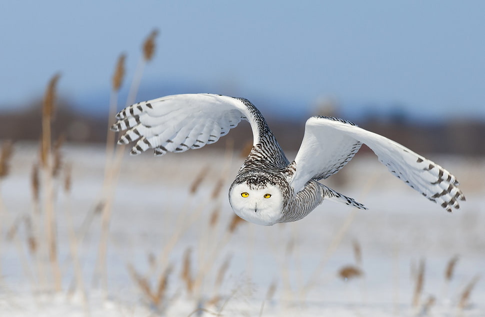 white owl, nature, animals, birds, flying HD wallpaper