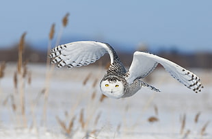 white owl, nature, animals, birds, flying
