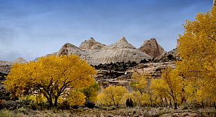 trees and autumn and white stone mountain top, capitol reef HD wallpaper