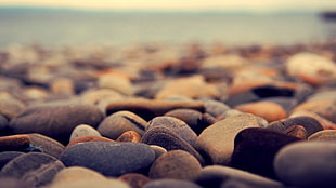 depth of field photography of pebbles, beach, nature, stones