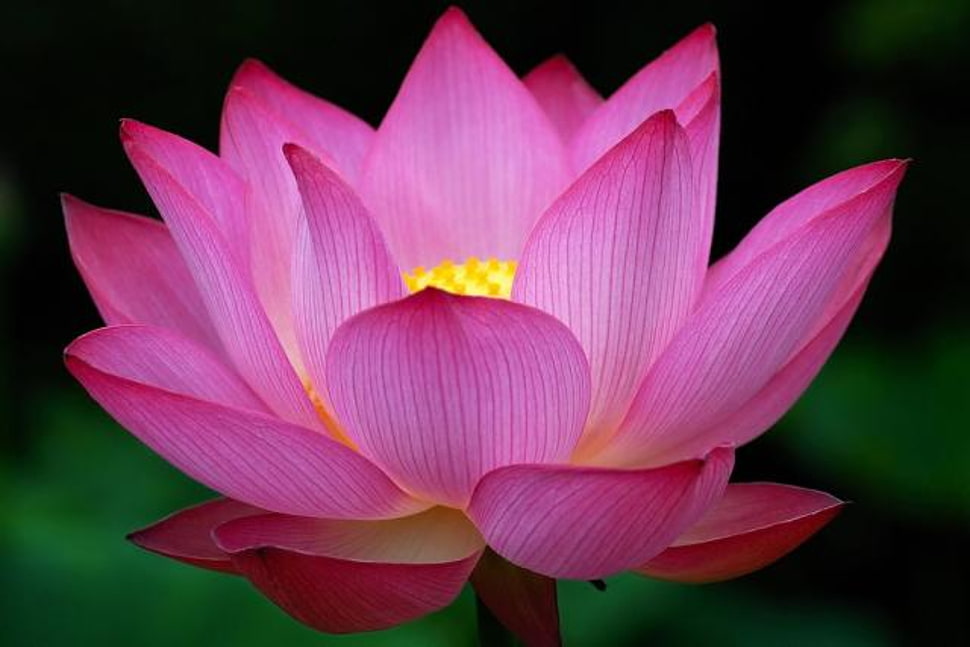 pink Lotus flower HD wallpaper