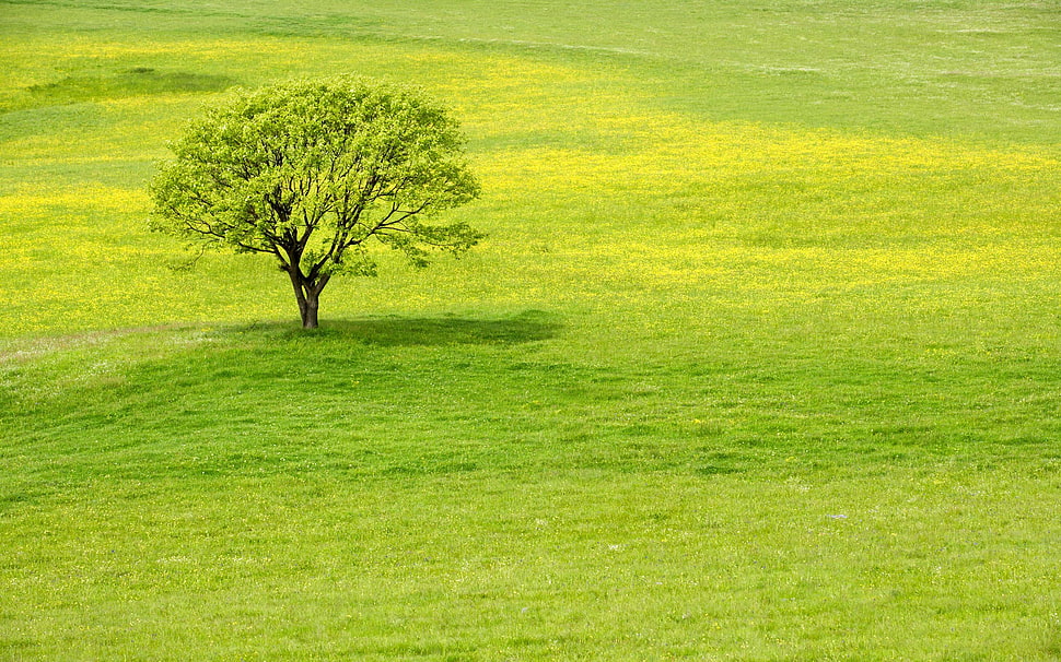 landscape photo of a green field HD wallpaper