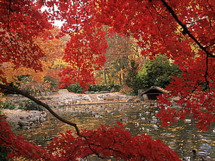 red maple trees near body of water