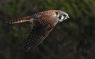 selective focus of a brown and black bird, animals, birds, falcons