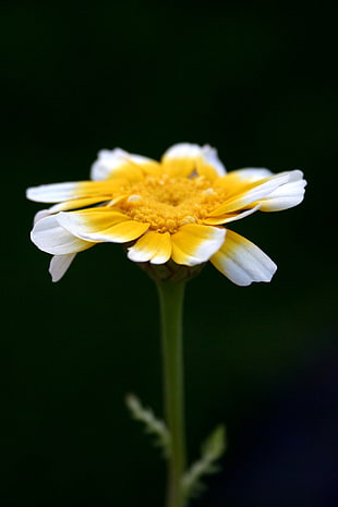 shallow focus photography of white and yellow flower HD wallpaper