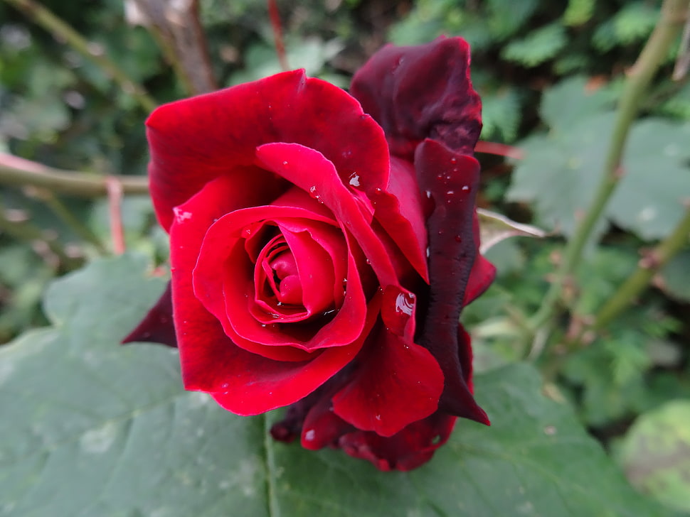 red flower macro photography HD wallpaper