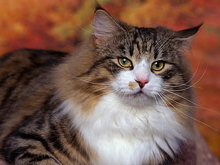photo of brown Tabby cat