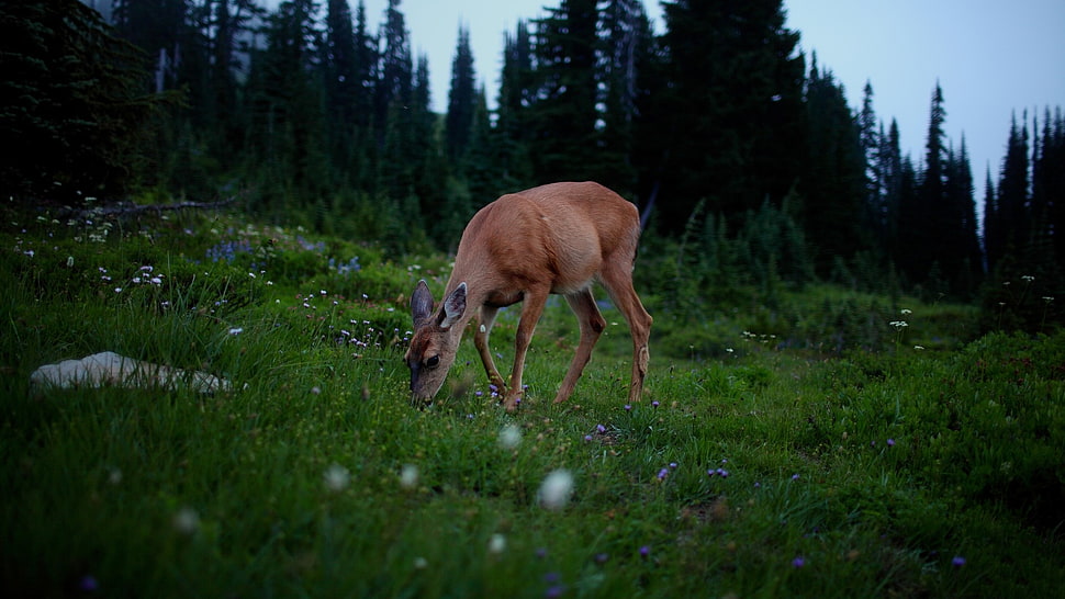 fawn eating grasses HD wallpaper