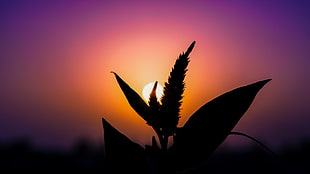 silhouette of plant during sun set in macro shot photography HD wallpaper