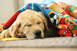 photo of yellow Labrador Retriever puppy covered with blanket